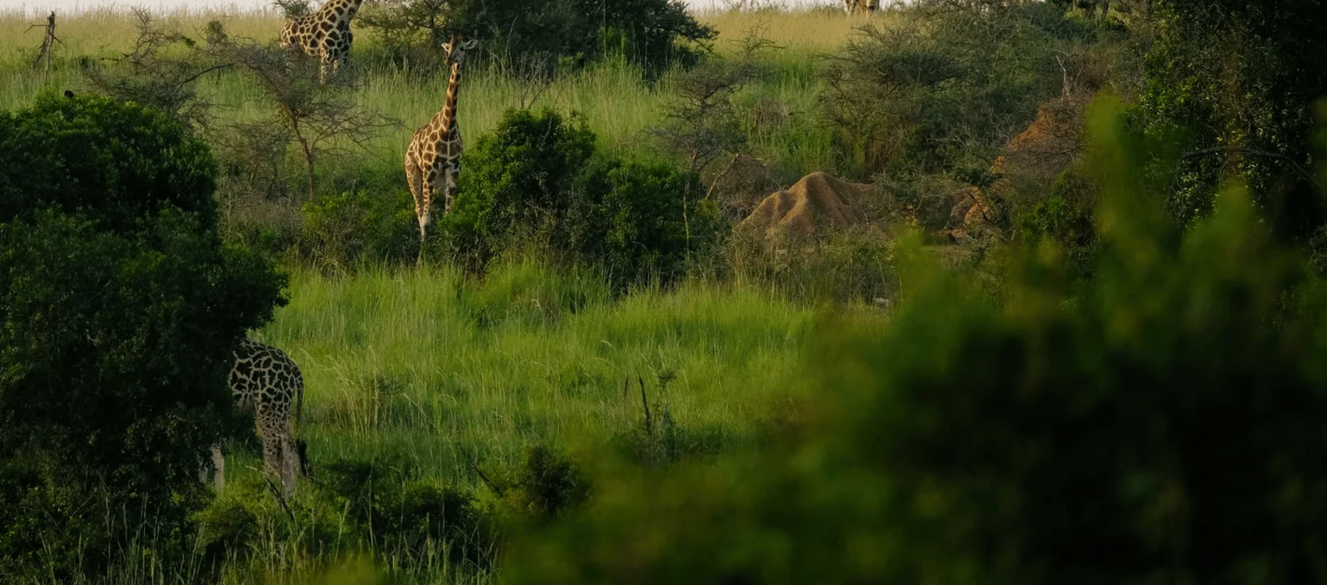 África, Tanzania