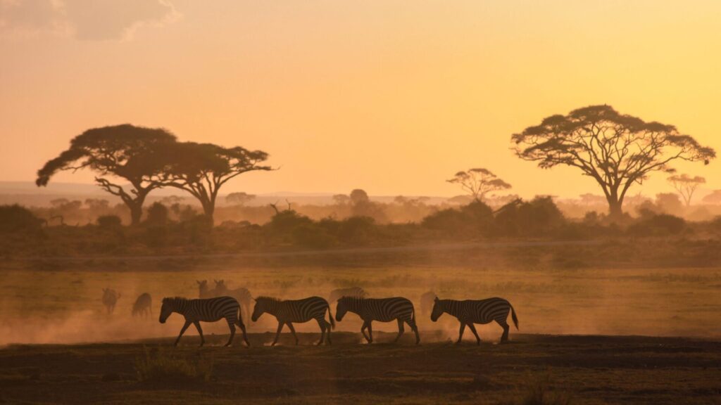 Sabana africana al atarceder con una manada de zebras a lo lejos