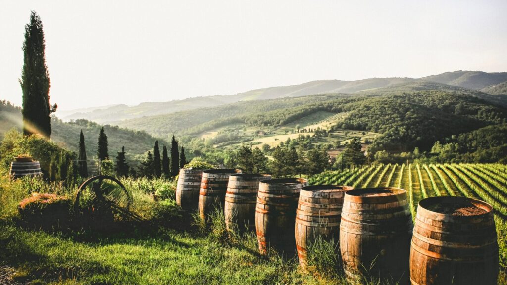 Viñedos para discutar de enoturismo