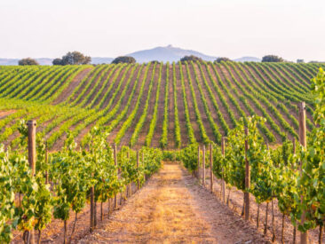 Rutas del vino diseñadas para amantes del enoturismo