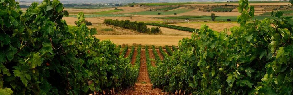 Filas de viñedos en La Rioja con los picos de la Sierra de Cantabria al fondo y cielo despejado.