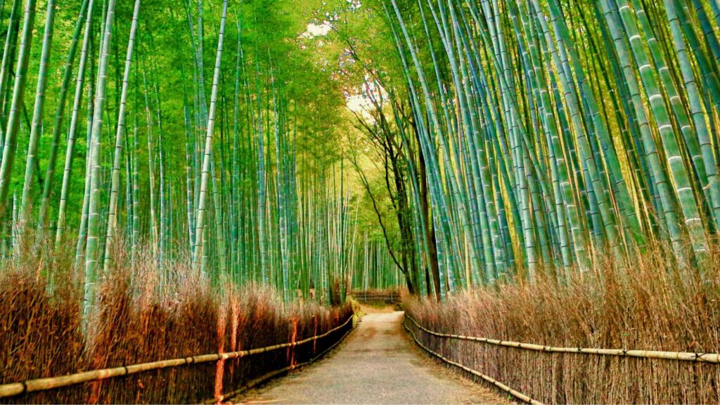 bosque de bambu con pasillo central en tokio